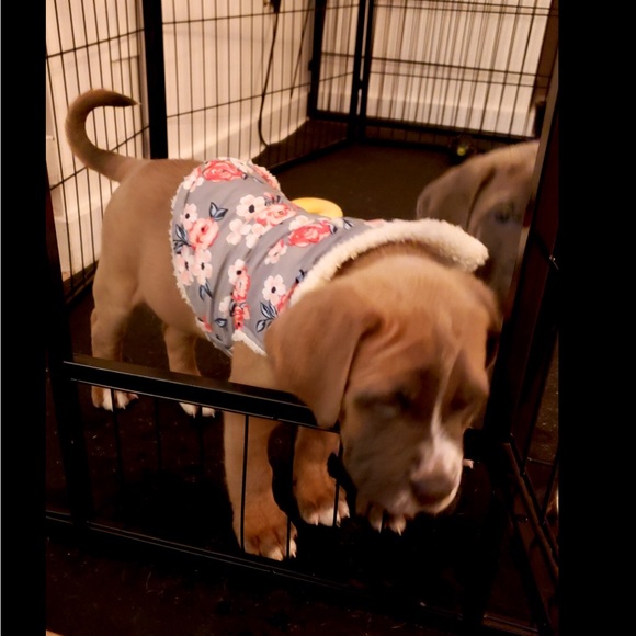 Baby Girl Puppy Winter Coat Package - Picture 5 of 7